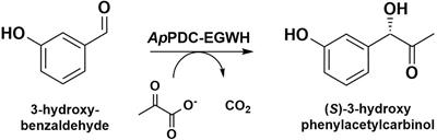 Photo-Regulation of Enzyme Activity: The Inactivation of a Carboligase with Genetically Encoded Photosensitizer Fusion Tags